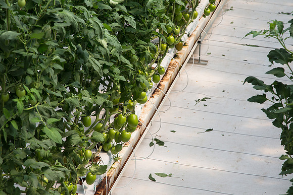 Tomato_4179_MX_0080