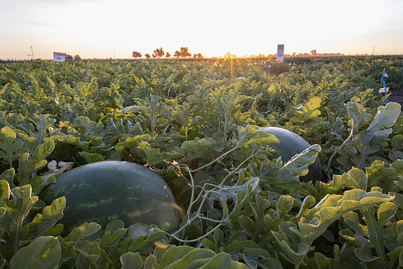 Watermelon_N800_15