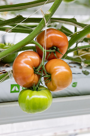 Tomatoes_DRTH5066_28