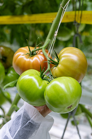 Tomatoes_DRTH5069_27
