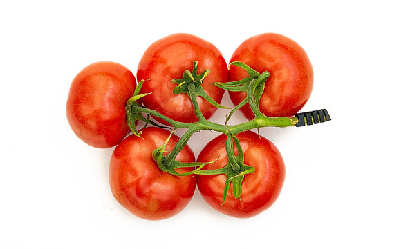 Tomatoes_DRTH1060_42