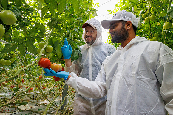 Tomato_DeRuiter_Kingsville_2022_232