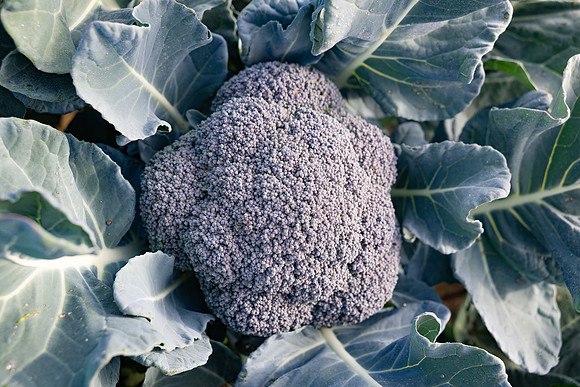Stratosphere_Brocolli_21