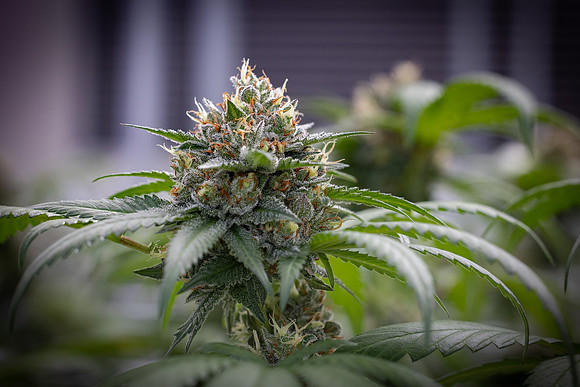 CDPh_749