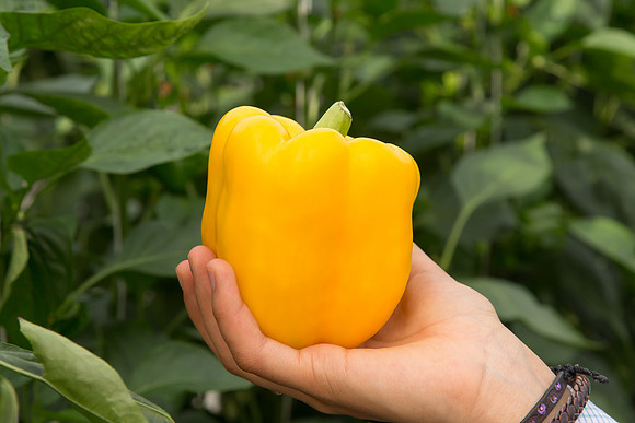 BellPepper_Striker_MX_0042