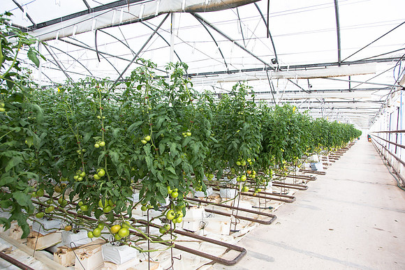 Tomato_Terero_MX_0003