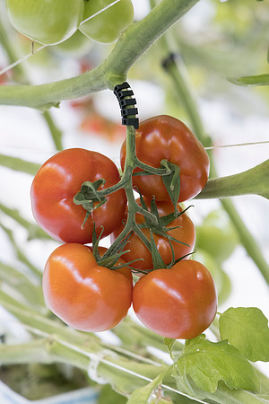 Tomato_DRTC1053_50