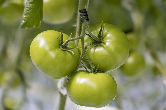 Tomato_Novero_4