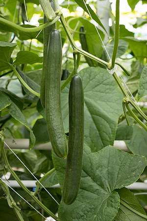 Cucumber_Georgia_14