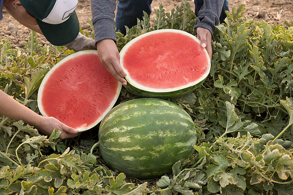 Watermelon_SVWA6179_CA_6