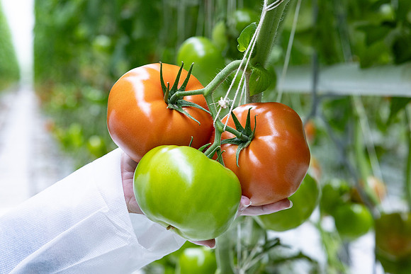 Tomatoes_DRTH5060_16