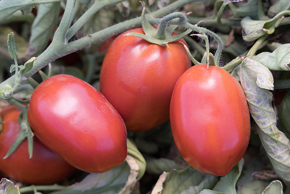 Tomato_N6480_32
