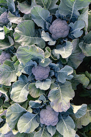 Stratosphere_Brocolli_23