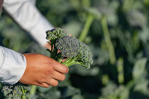 Sibsey_Broccoli_38