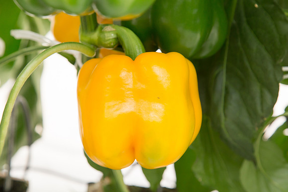 BellPepper_Striker_MX_0029
