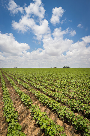 RRXCottonTexas_cdp_5476