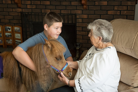 AmericasFarmers_HeartlandMiniHorses_306