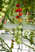 Tomatoes_Devoured_393