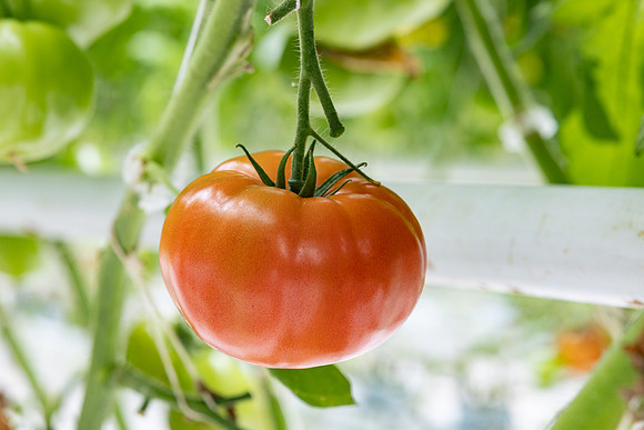 Tomatoes_DRTH5069_63