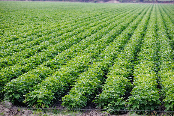 Seminis2022_FL_JEM_3341