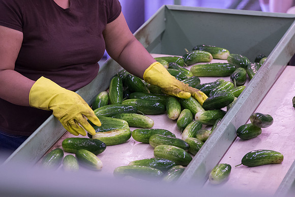 PicklingCucumber_Vlaspik_Processing_MI_0313
