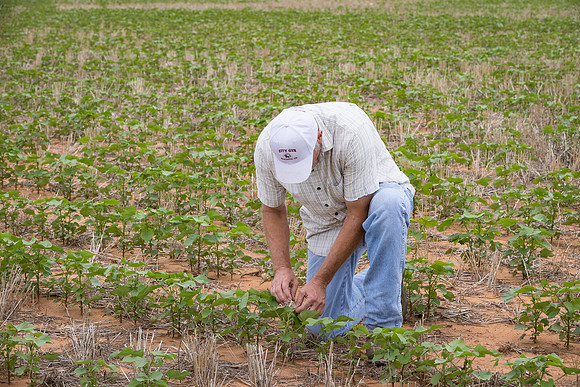 RRXCottonTexas_cdp_5196