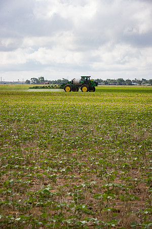 RRXCottonTexas_cdp_5317