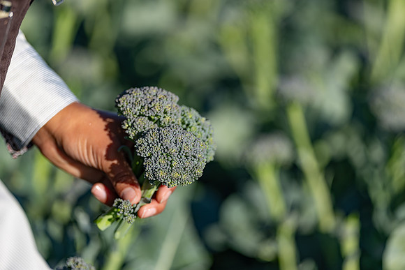 Sibsey_Broccoli_36