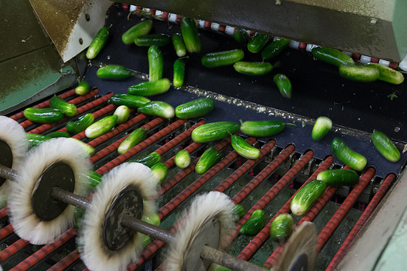 PicklingCucumber_Vlaspik_Processing_MI_0282