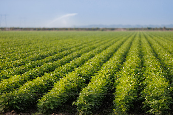 Seminis2022_FL_JEM_3488