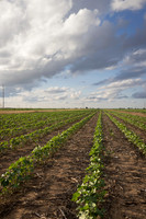 RRXCottonTexas_cdp_4198