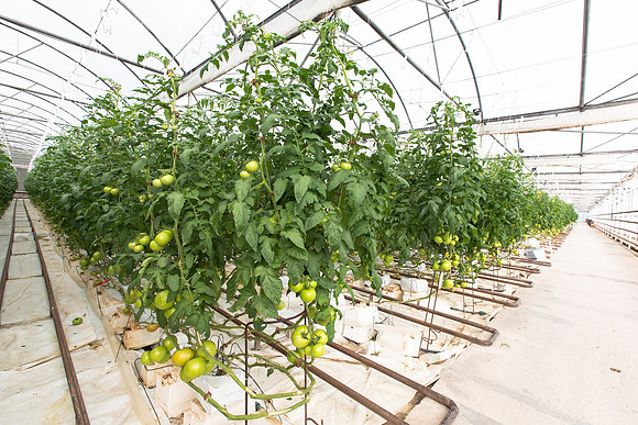 Tomato_Terero_MX_0020