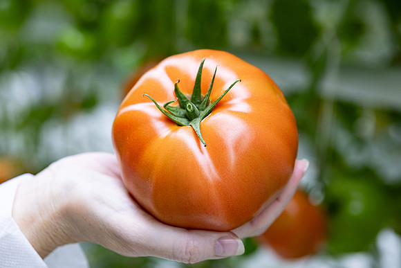 Tomatoes_DRTH5060_21