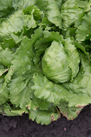 Lettuce_Sahara_MX_0011