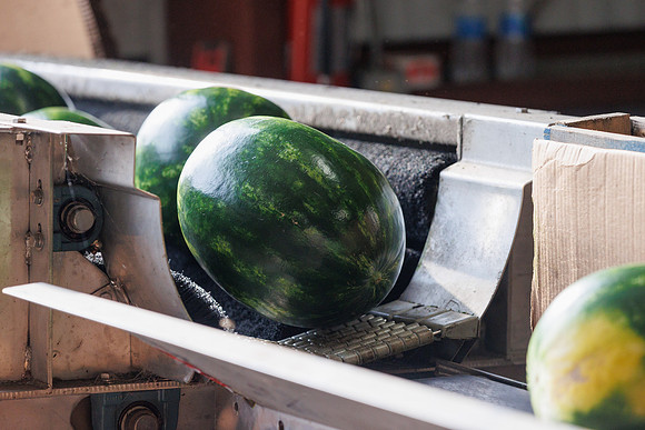 Seminis2022_FL_JEM_3592