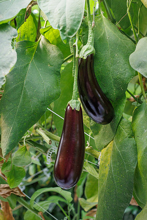 Eggplant_Canada_33