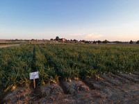 Seminis2022_Idaho_18