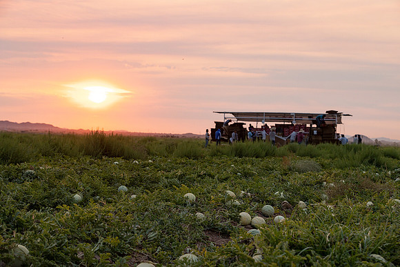 Seminis2021_AZ_58