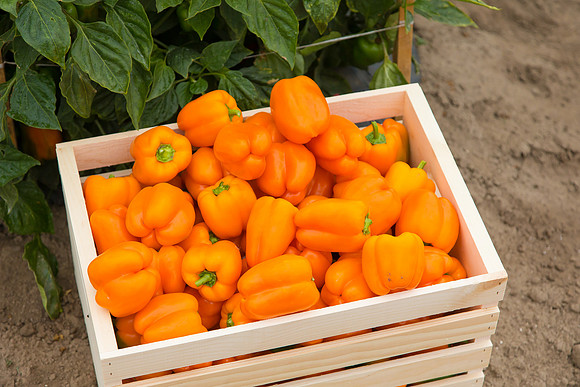 SweetPeppers_SV3936PS_CA_0120