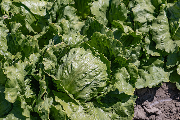 Powerball_Lettuce_8