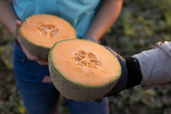 Seminis2021_AZ_373