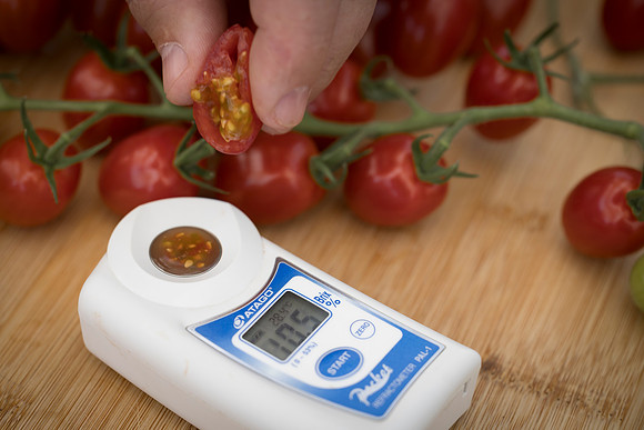 Tomato_Devoured_369