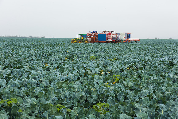 Broccoli_Harvest_CA_0006