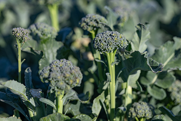 Sibsey_Broccoli_4