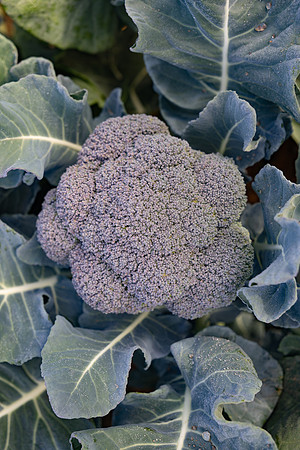 Stratosphere_Brocolli_7