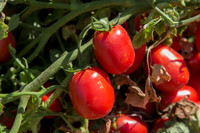 Tomato_SV8516TM_CA_00003