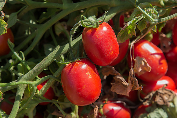 Tomato_SV8516TM_CA_00003