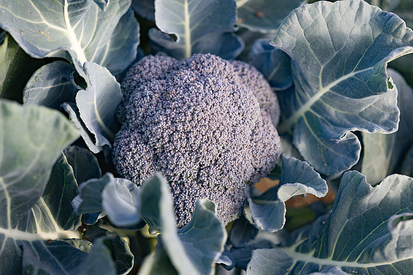 Stratosphere_Brocolli_12