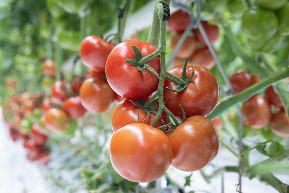 Tomatoes_DRTH1050_13