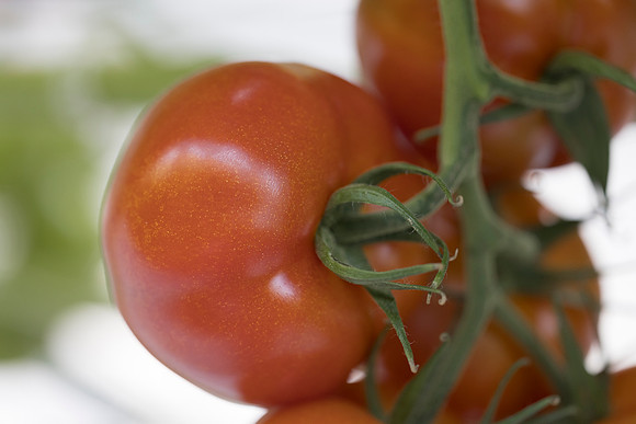 Tomato_DRTC1053_103